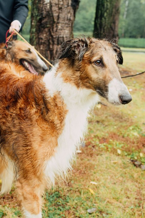 Syndrome de l'abandon et malpropreté chien