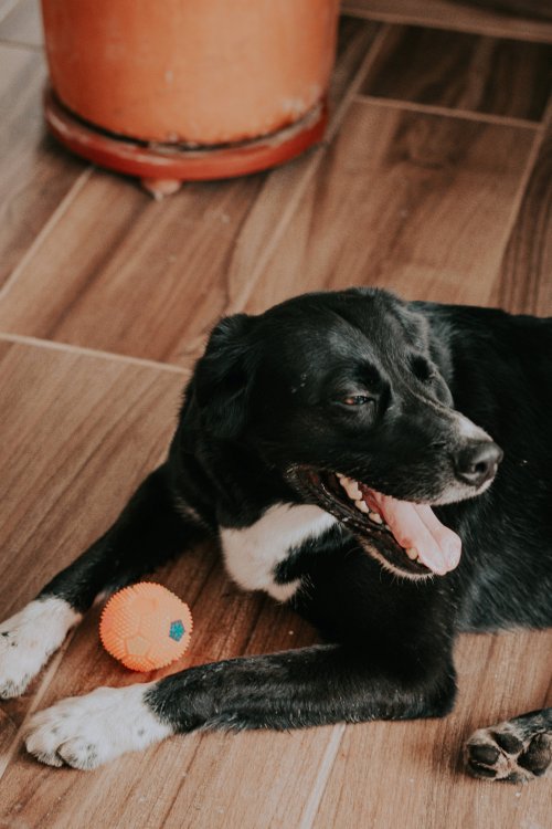 Dresseur et éducateur canin pour chien destructeur à Montpellier