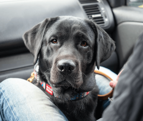 Trouver un comportementaliste canin pour chien l'Hérault