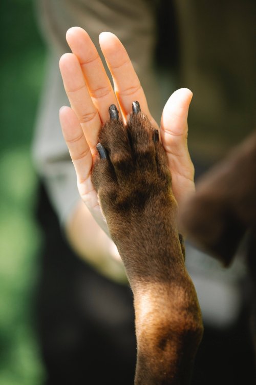 Eduquer la propreté à son chien Montpellier