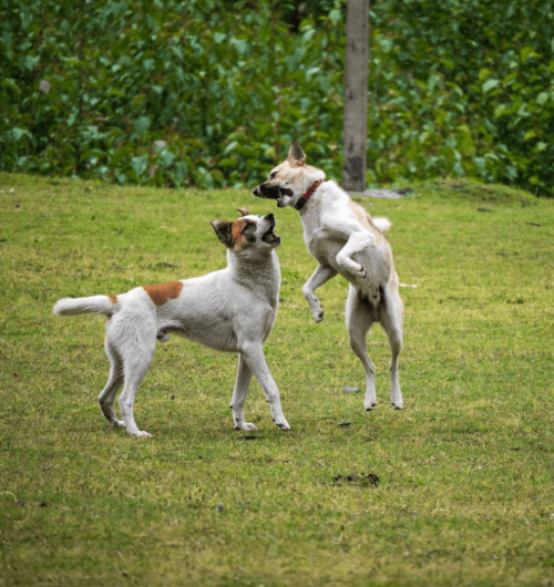 Pension rééducative pour chien agressif l'Hérault