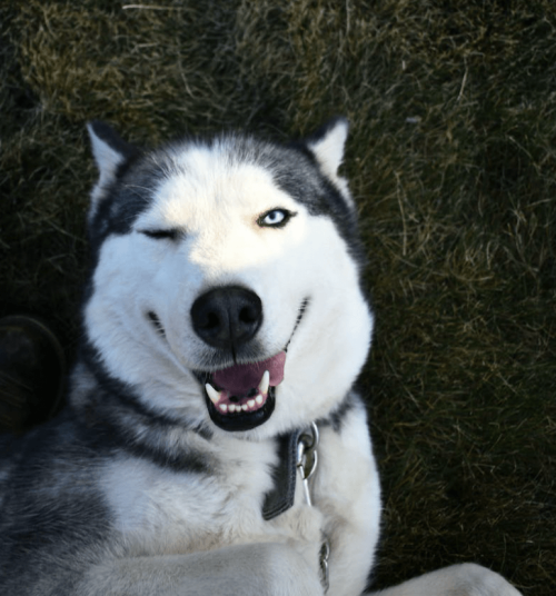 Tarifs pension canine pour chien difficile Nîmes