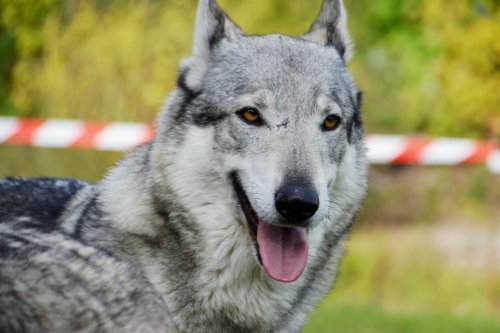 Dressage chien contre la peur