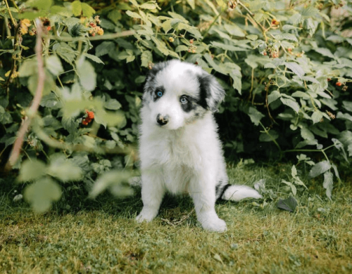 Éducation canine du chien et du chiot les Pyrénées-Orientales