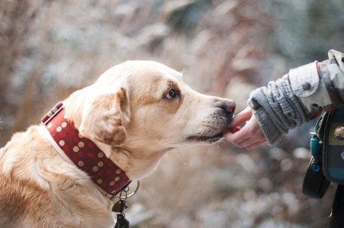 L'Éducation Canine avec Le Monde du Chien 34 de Julien Tesson