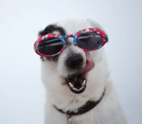 Dressage chiens acteurs avec votre éducateur canin à le Gard