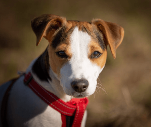 Conseils pour éducation des chiens Nîmes