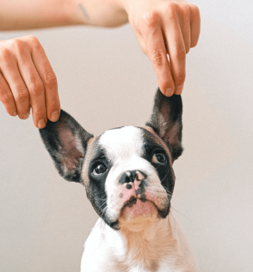 Cours de dressage pour sociabilisation chien l'Hérault