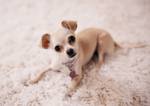 Devis comportementaliste canin les Pyrénées-Orientales