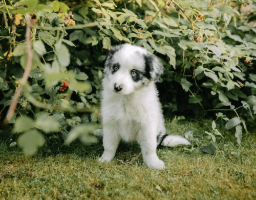 Éducation canine du chien et du chiot Béziers