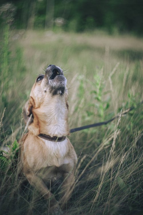 Gestion de l'aboiement du chien Montpellier