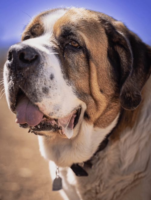 Qu’est-ce qu’un chien molosse ?