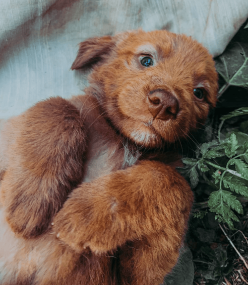 Trouver un éducateur canin pour chiots