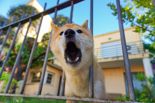 Séance comportementale chien avec un éducateur canin sur Montpellier