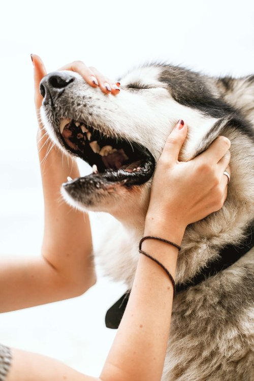 Pension éducative pour chien à Montpellier