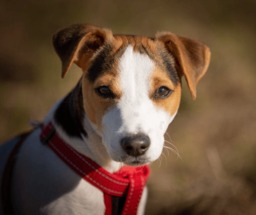 Conseils pour éducation des chiens le Gard