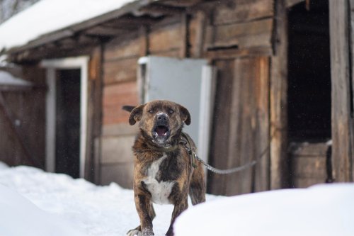 Comprendre et Gérer les Aboiements grâce à l'Éducation Canine