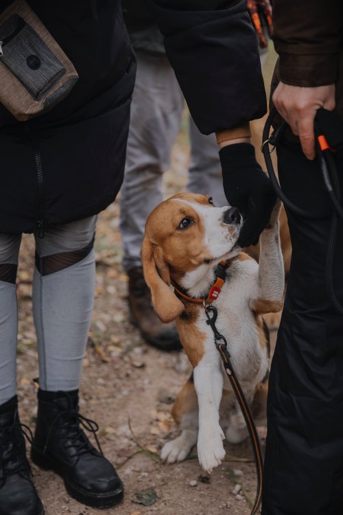 L' accompagnement Canin Unique offert par Le Monde du Chien 34