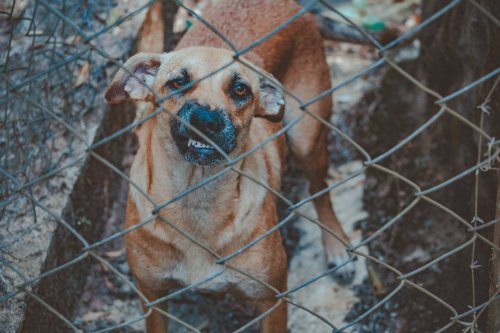 Educateur chien agressif Montpellier