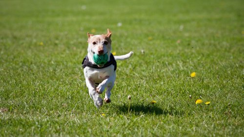 Tarif dresseur pour les chiens agressifs à Montpellier et autour