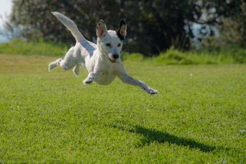 Education canine pour aboiement dans l'Hérault