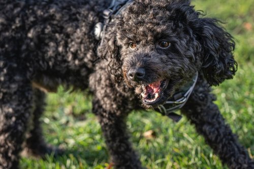 L'approche positive de l'éducation canine pour les chiens agressifs