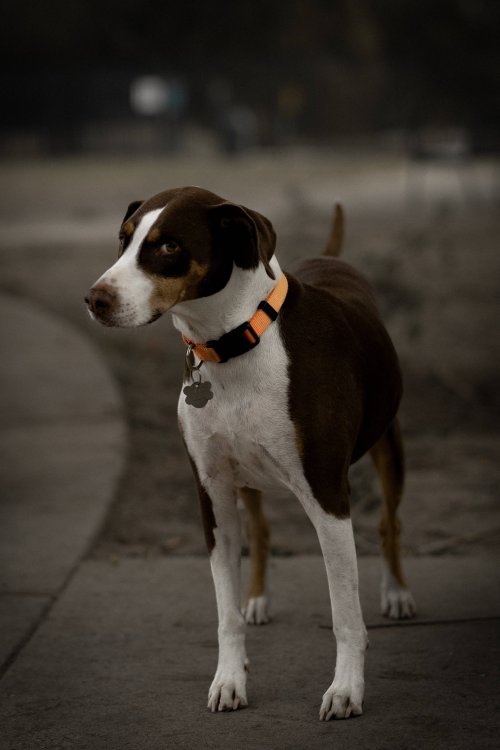 Cours de dressage canin pour chien peureux Montpellier