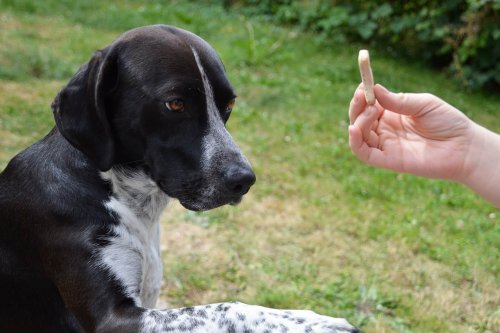 Balade éducative du chien