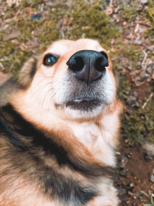 L'Éducation Canine avec Le Monde du Chien 34 de Julien Tesson